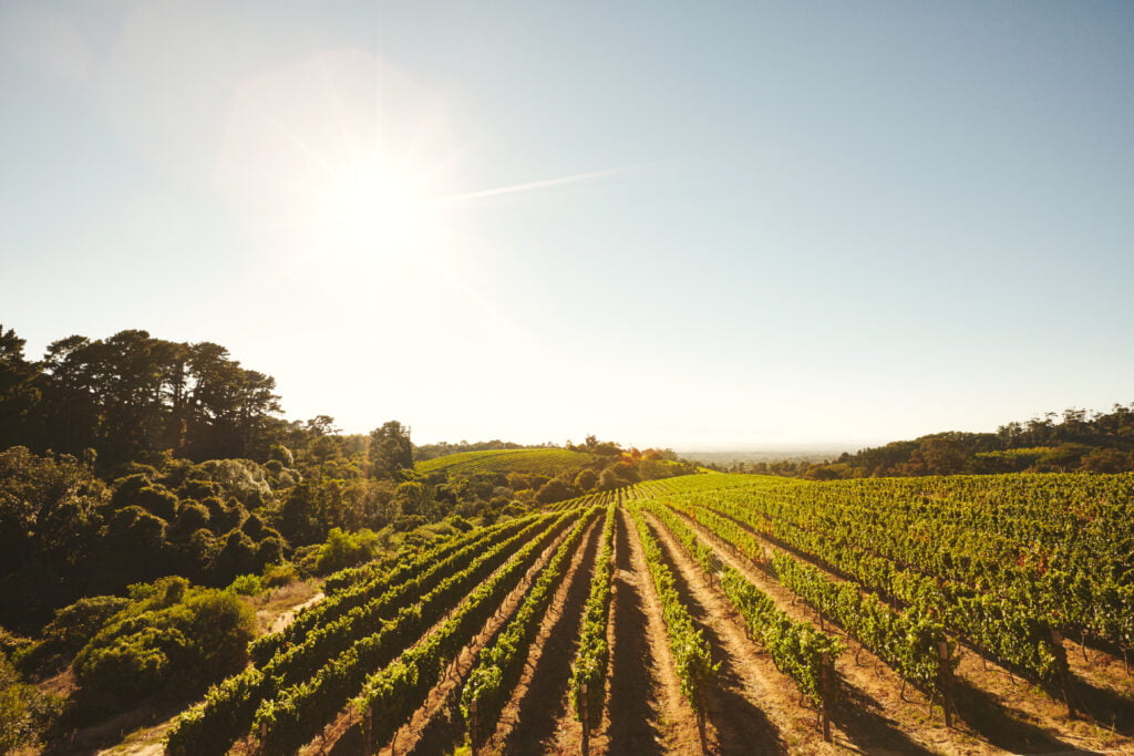 grape cultivation for winery PLHKJE5